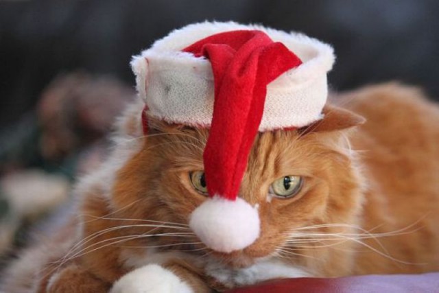 Коты и Кошки