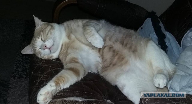 Котовторник 23/05/2017