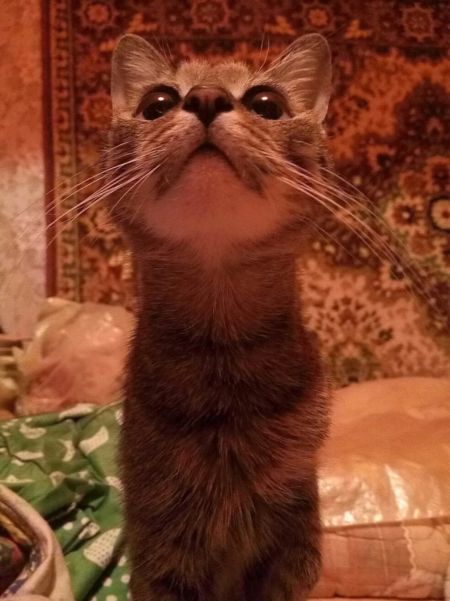 Коты и Кошки