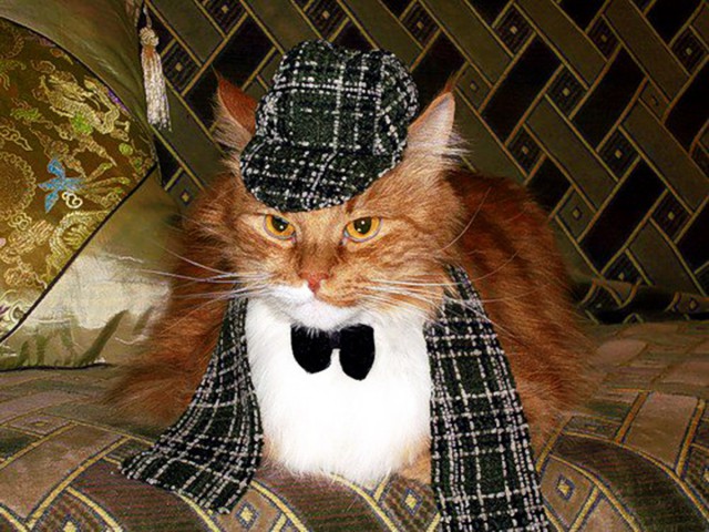 Коты и Кошки