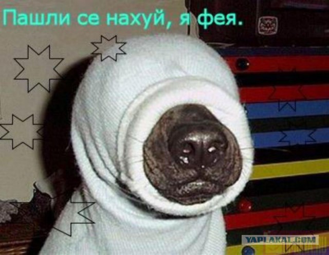 Смешные комментарии из социальных сетей 24.11.2017