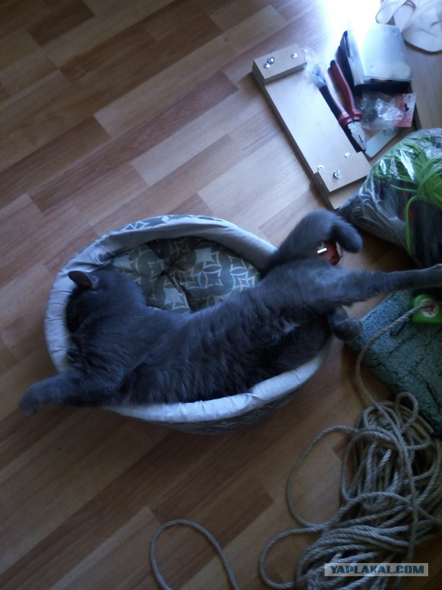 Котомайзинг