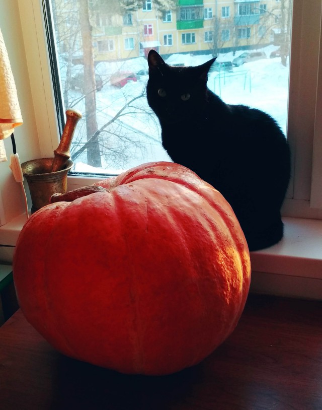 Котовторник 20.02.18