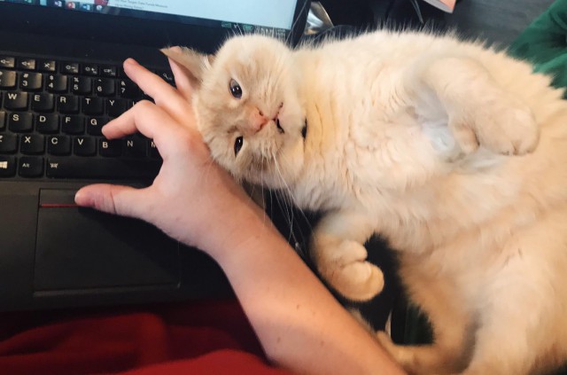 Фотобомбы котов