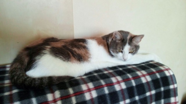 Котовторник  31.07.2018