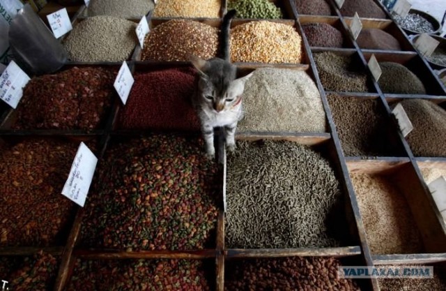 Котовторник!