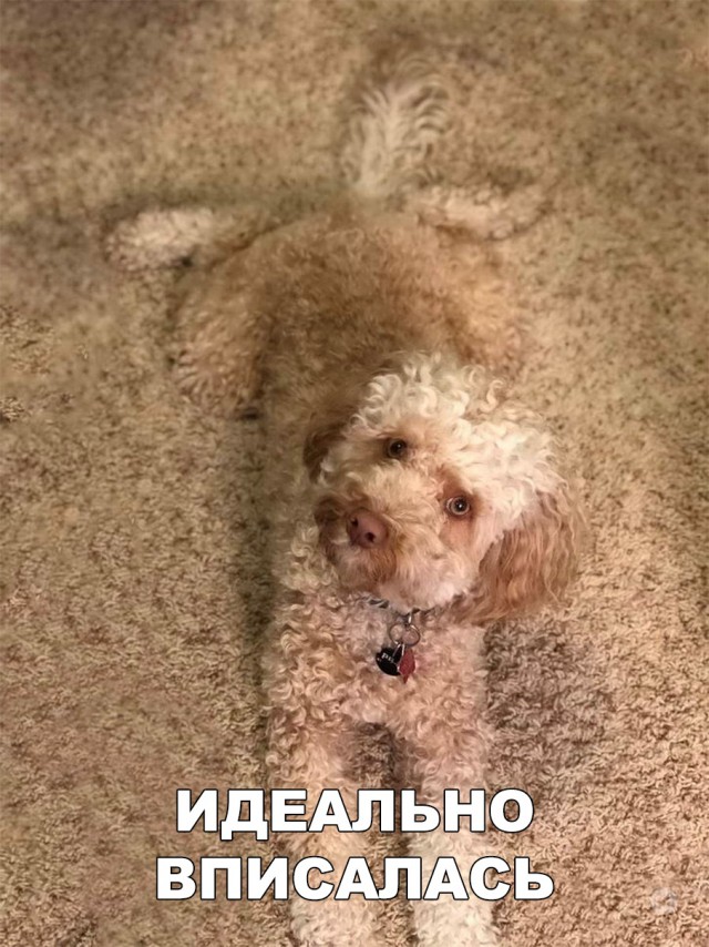 Милые животные. Мимиметр сломался