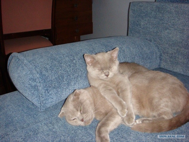 Котовторник стартует