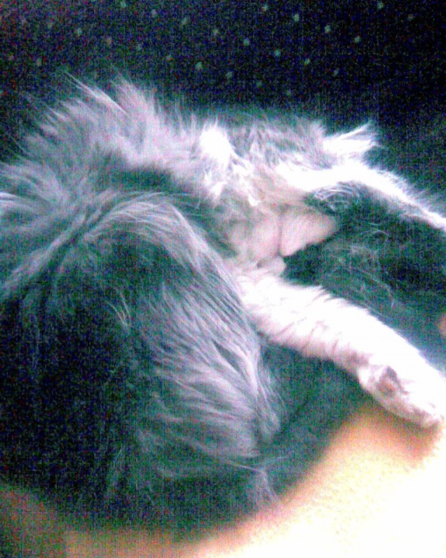 Начинаем котовторник!