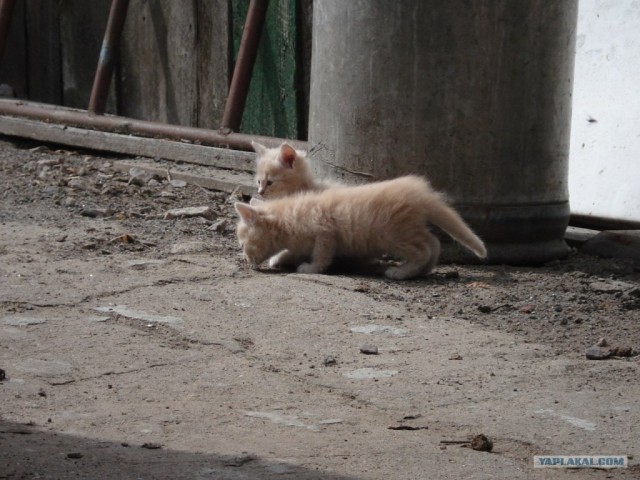 Первый котовторник июля
