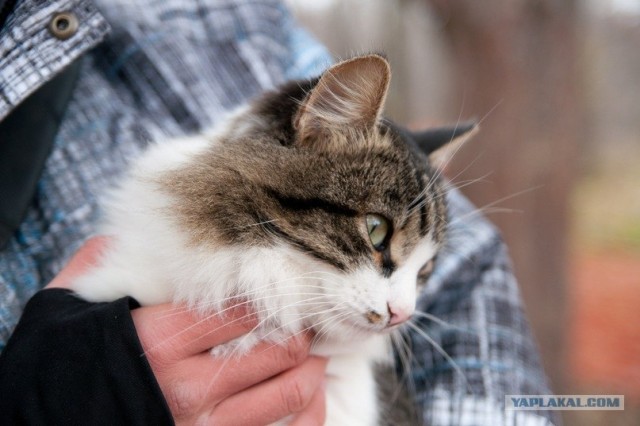 Котовторник (начало в супермаркете!)