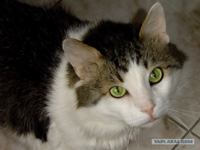 Котовторник (31.01.2012)