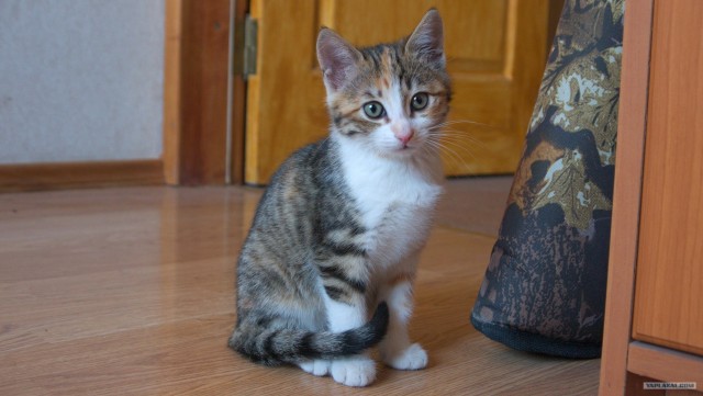Котовторник (07.02.2012)
