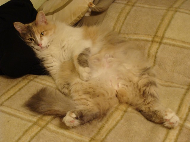 Котовторник 27.03.2012