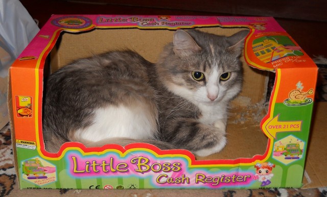 Котовторник 17.04.2012
