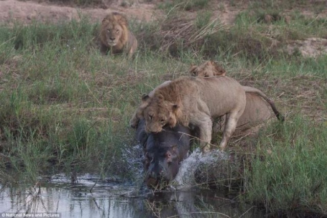 Неравный бой: бегемот против львов