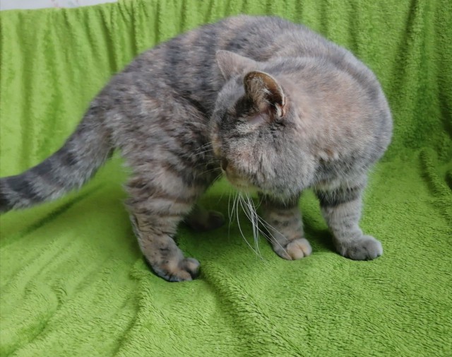Прикольных котов пост