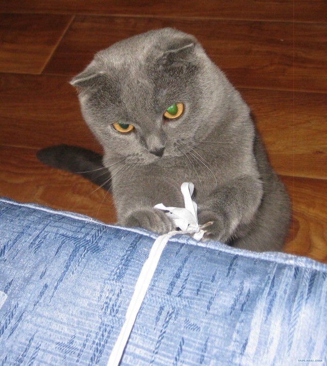 Котовторник  14.08.2012.