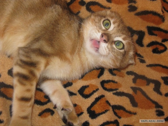 Котовторник  28.08.12