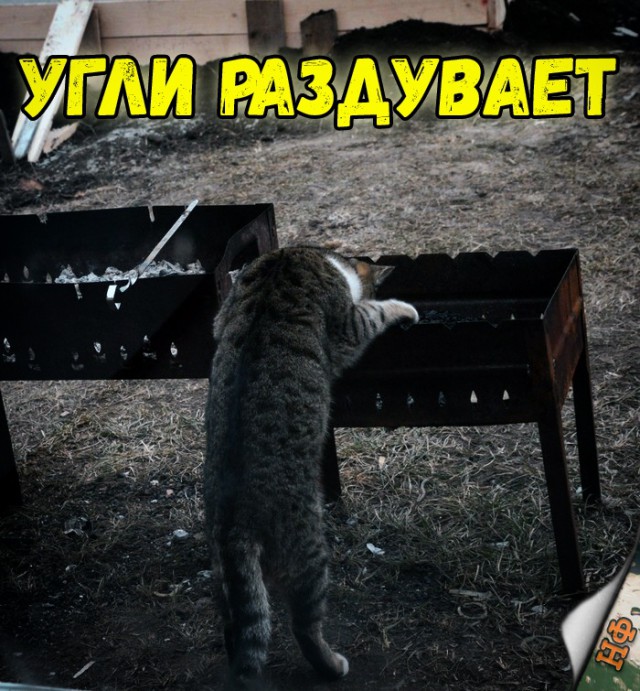 Живность из сети