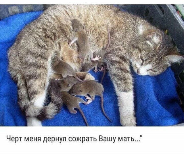 Анекдоты, соц-сети, истории и картинки с надписями