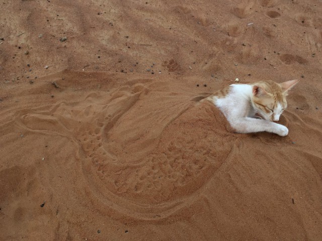 Котовторник! начнем? 04.06.19