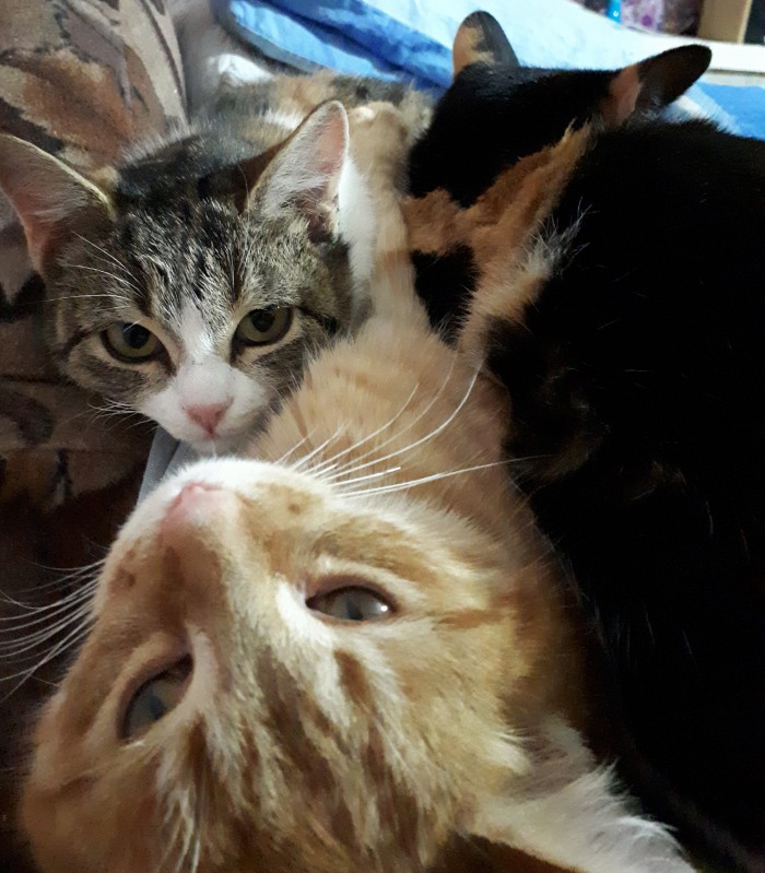 Вот так котовторник