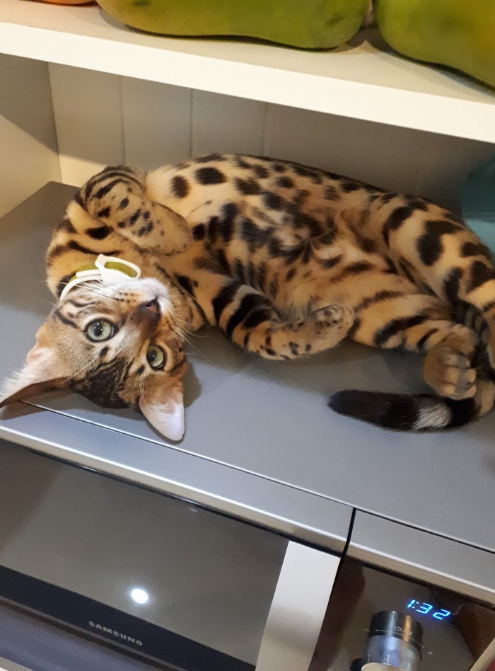 Кошки отдыхают