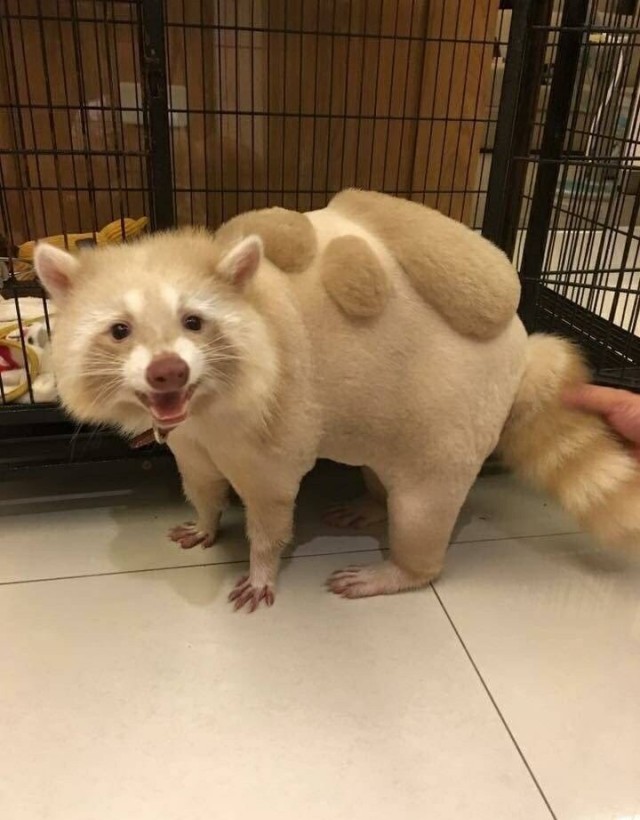 Живность из сети