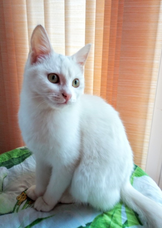 Забавные фото котеек