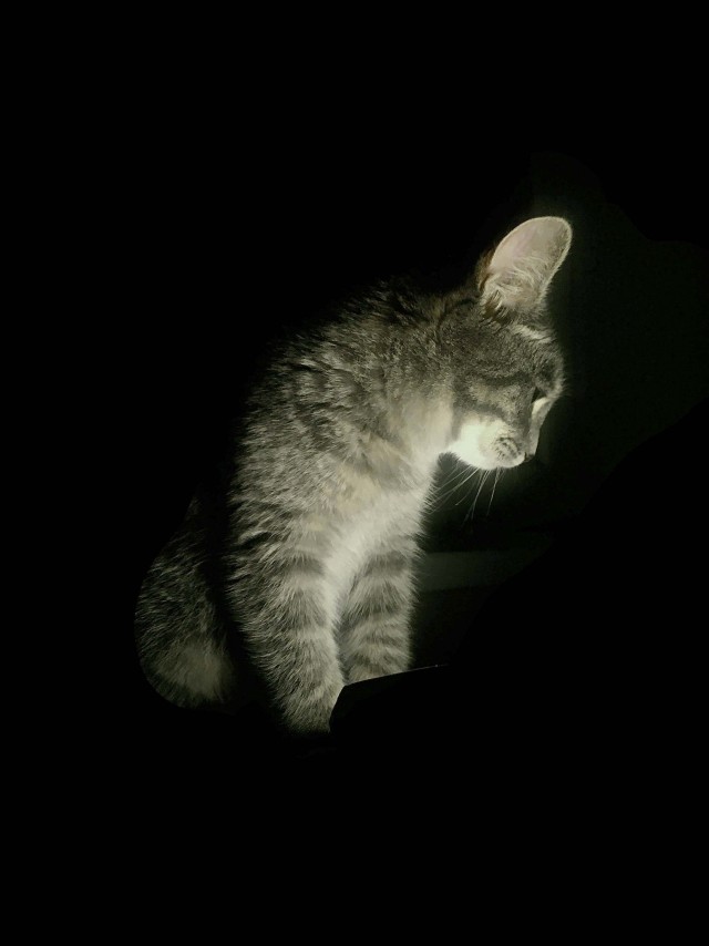 Котэ, Котэ и еще раз Котэ.