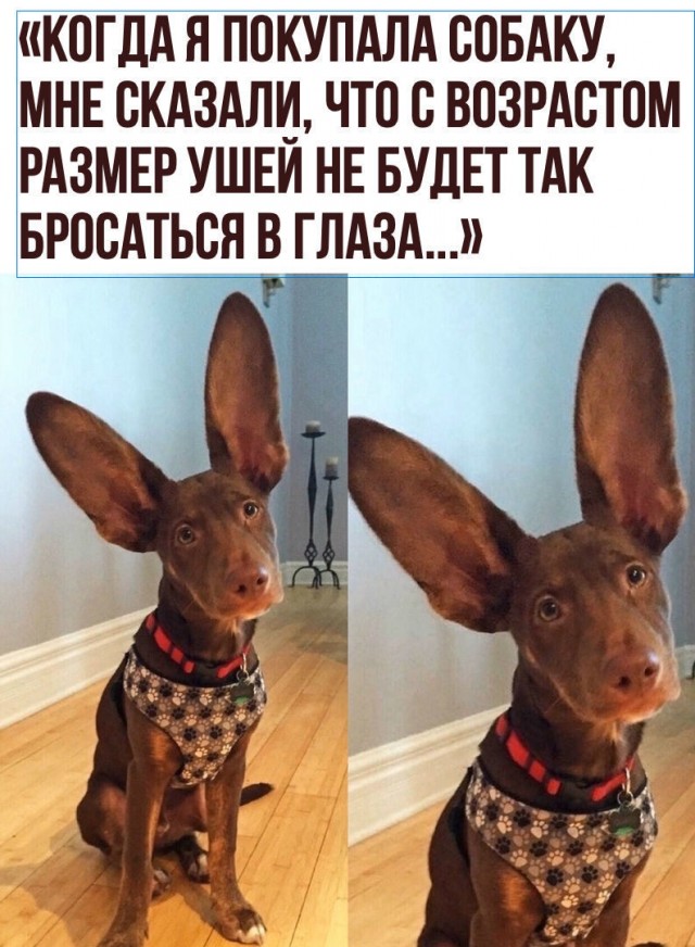 Забавные шутки, картинки и фразы из этих ваших интернетов