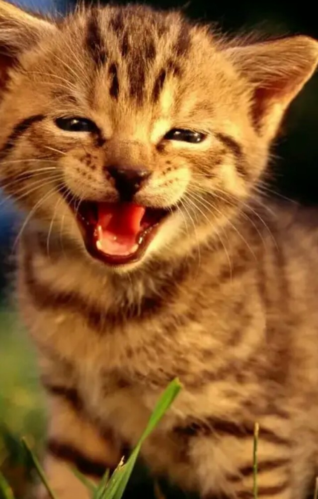 Котики