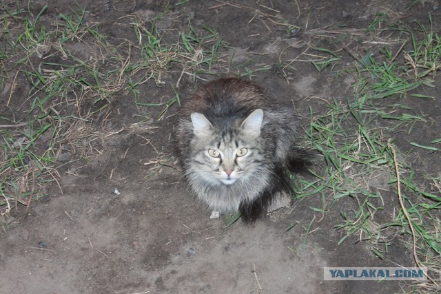 Жизнь домашнего приюта "Котоленд" 233