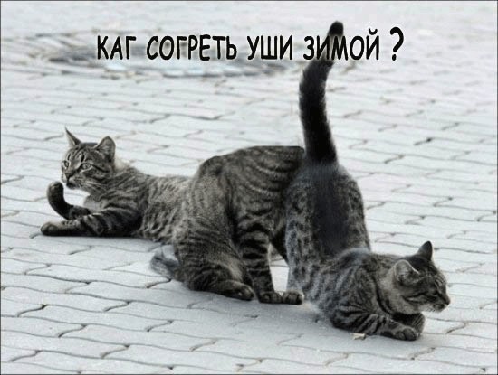 Подпиши фото!