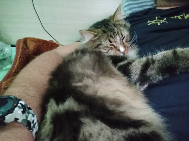 Котовторник.