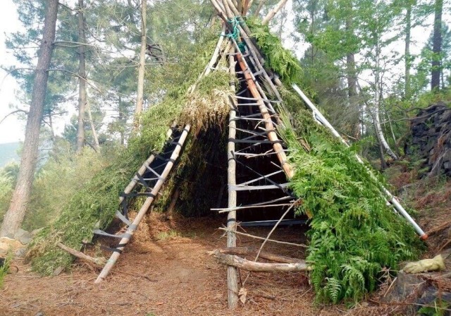 Спасительная древесина