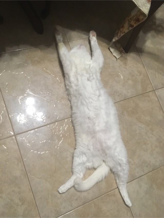 В завершение котовторника.