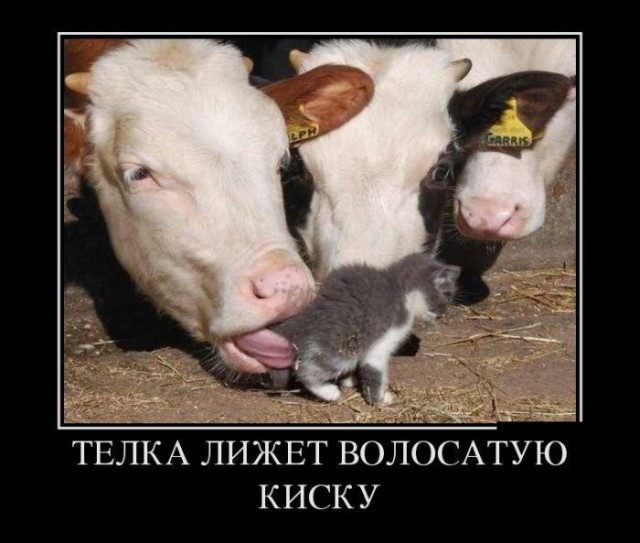 Эй ребят, тут деградационные картинки приехали. Будет местами весело