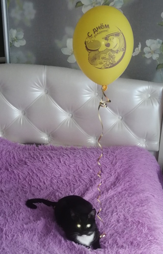 Даешь котовторник!