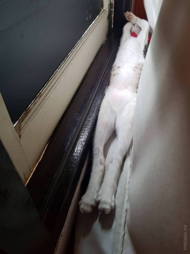 Которник