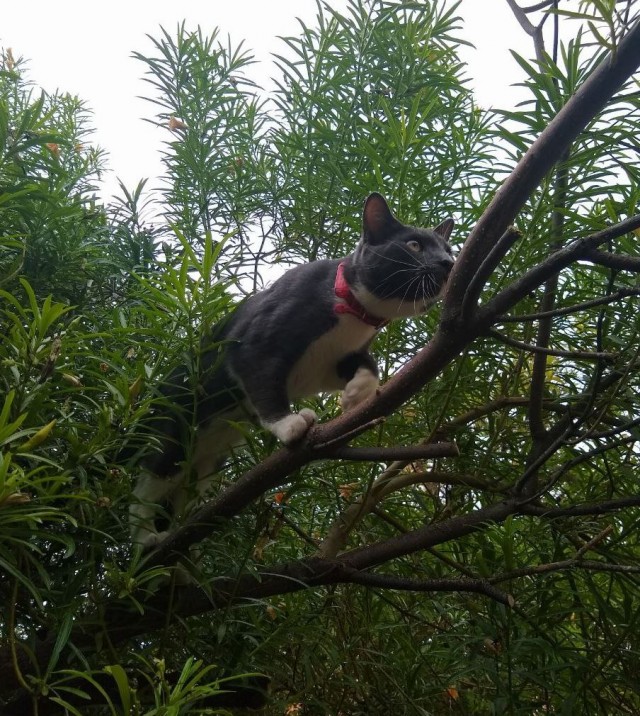 Коты в США