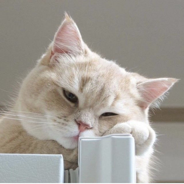 Котовторник (свои добавляем)