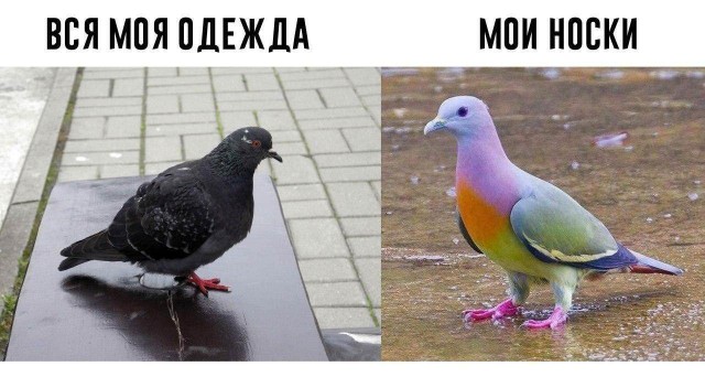 Картинки и мемы на все случаи жизни
