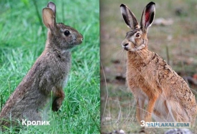 Во время уборки пшеницы кубанским хлеборобам попался заяц
