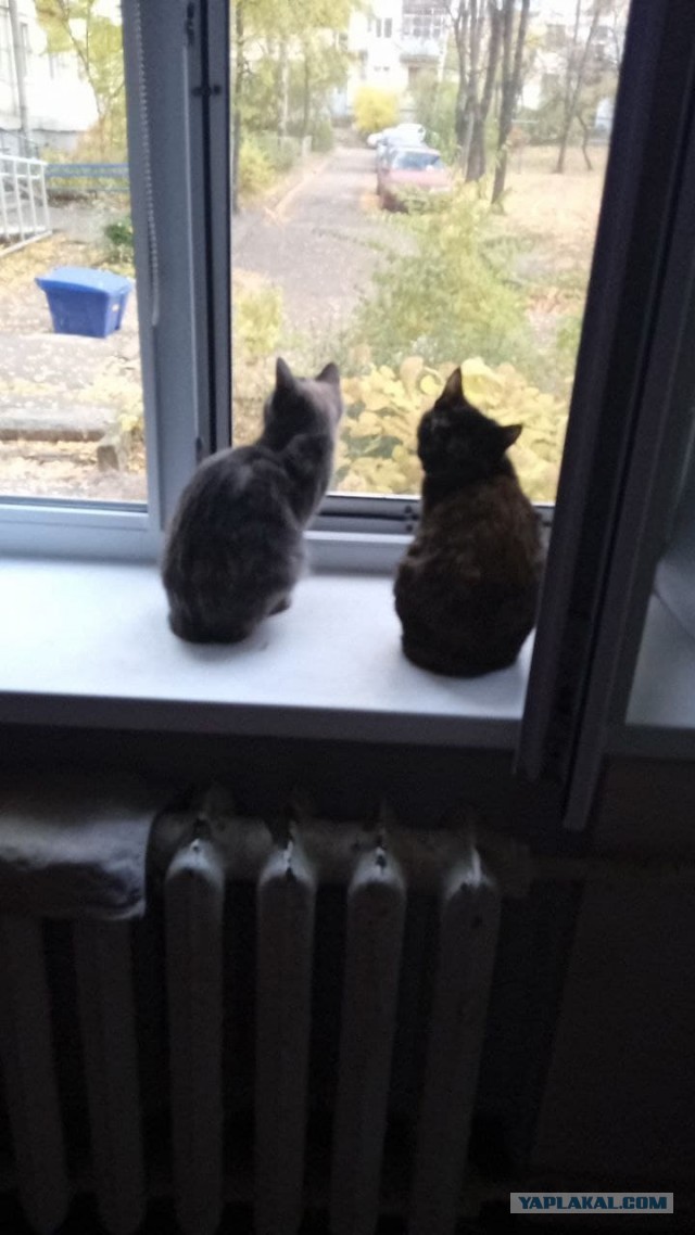 С Вами котейка разговаривает?