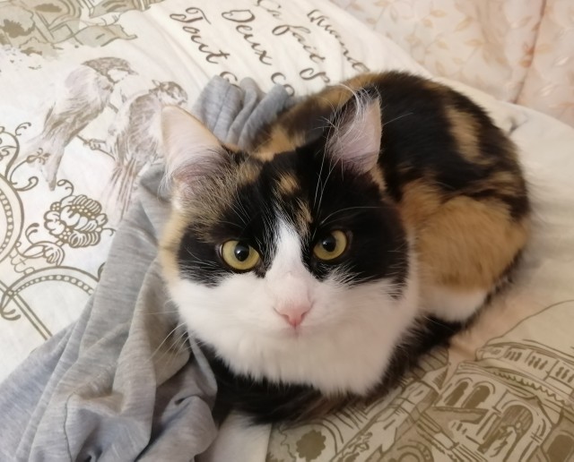 К котовторнику