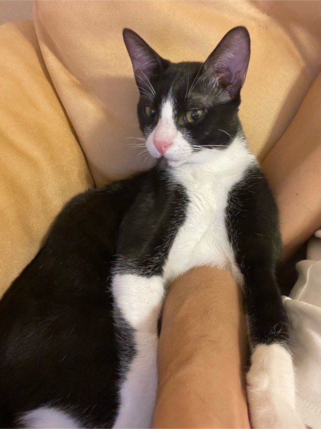 Котовторник 21.12.21