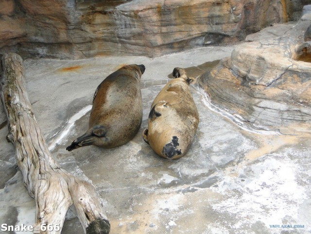 SeaworlD  Япония