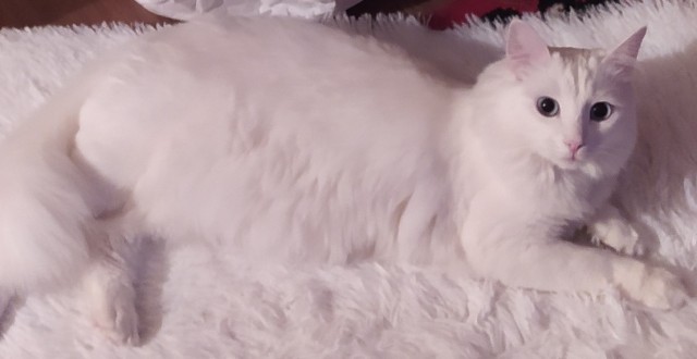 Котовторник. Картинки и буквы 08.02.22